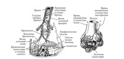 Мышцы альвеол