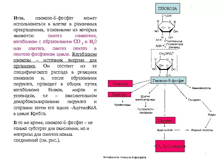 Какую функцию выполняет глюкоза. Глюкозо 6 фосфат может использоваться для синтеза. пути превращения глюкозо-6-фосфата /схема/. глюкозо 6 фосфат фосфоглюкоизомераза. глюкоза 6 фосфат формула.