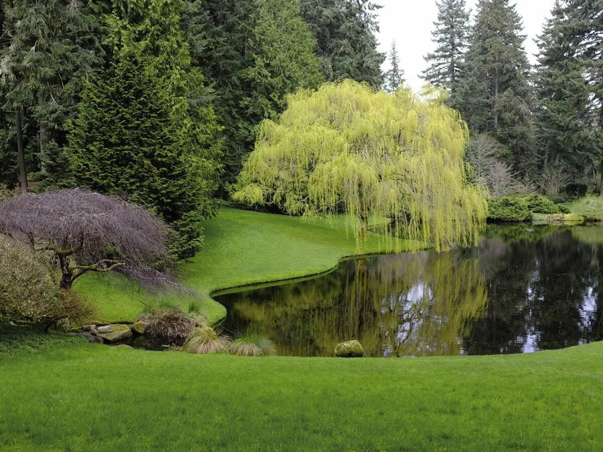Красивый сад. Природа деревня. Заросший пруд ивовый пруд. Парк ботанический сад озеро. Сад на берегу реки.