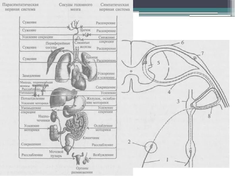 Парасимпатическая слюна. Симпатическая нервная система расширение зрачка. Парасимпатическая нервная система расширяет зрачки. Сужаются зрачки симпатическая нервная система. Парасимпатический отдел нервной системы сужение зрачков.