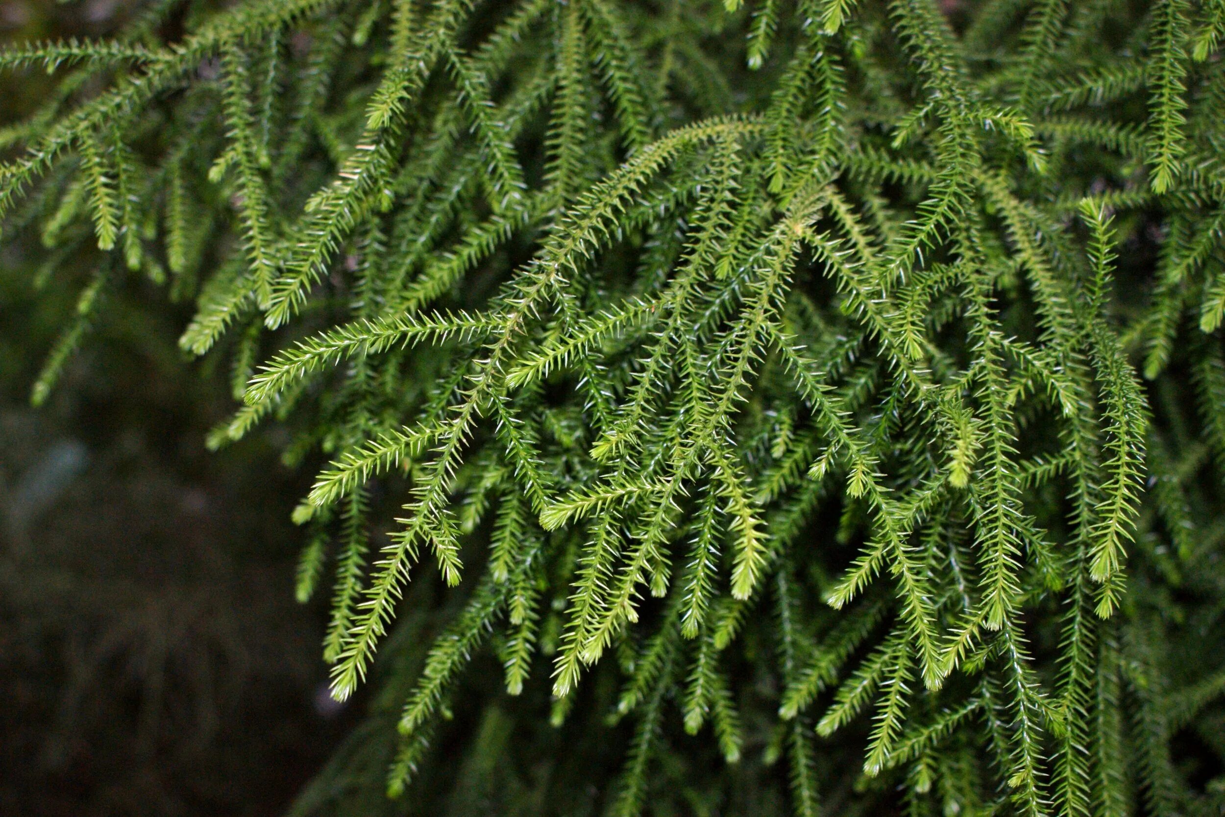 Tree 40
