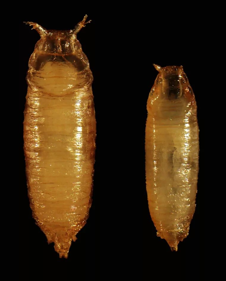 Engerling. Личинка жука водолюба личинка жука плавунца. Съедобные личинки жуков. Личинка жука водолюба. Две личинки.