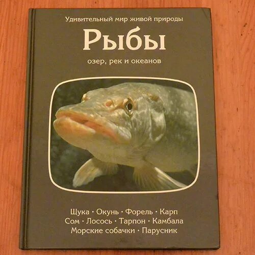 Энциклопедия рыб. Книги про рыб. Энциклопедия про рыб для детей. Детская энциклопедия про рыб. Рыба книги купить