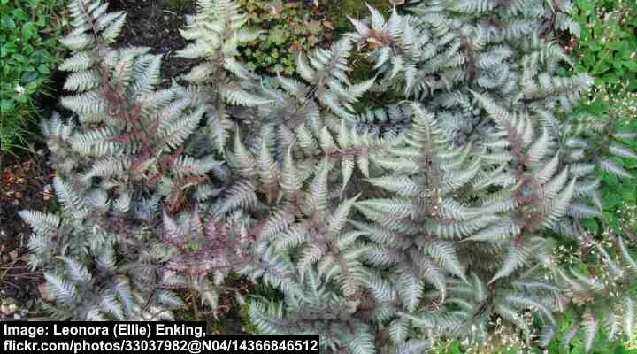 Foliage Combo with Surprising Autumnal Tones in Spring eGardenGo Shade plants, S