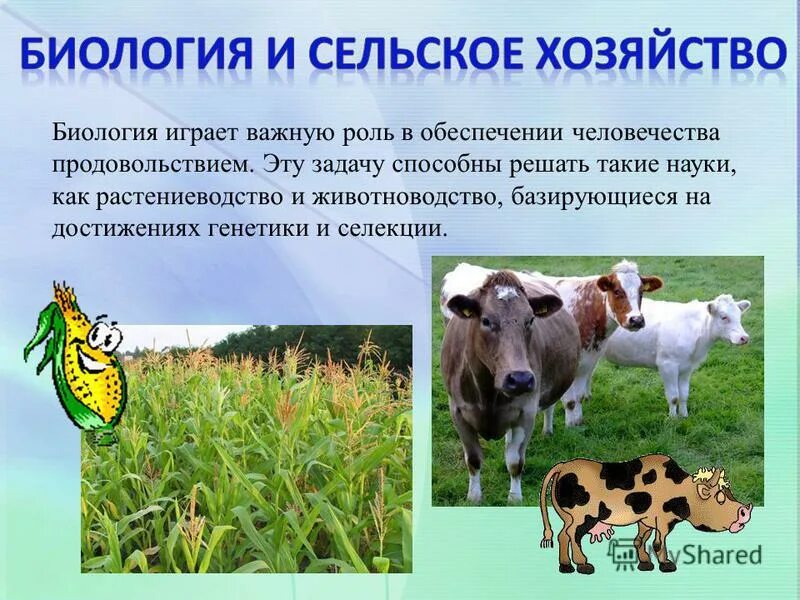 основные методы селекции вывод. методы селекции». значение селекции. генетика и селекция животных. выведение новых пород животных и сортов растений.