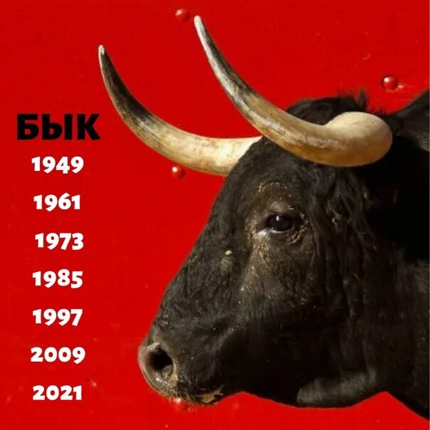 Год быка девушка. Год быка 1985. родился в год быка. год быка 1985 год. 1997 год быка.