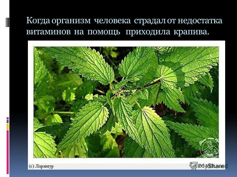 Скошенная крапива. Бой с крапивой. Молоденькая крапива майская. Мальчик и крапива. Фотосессия в крапиве.