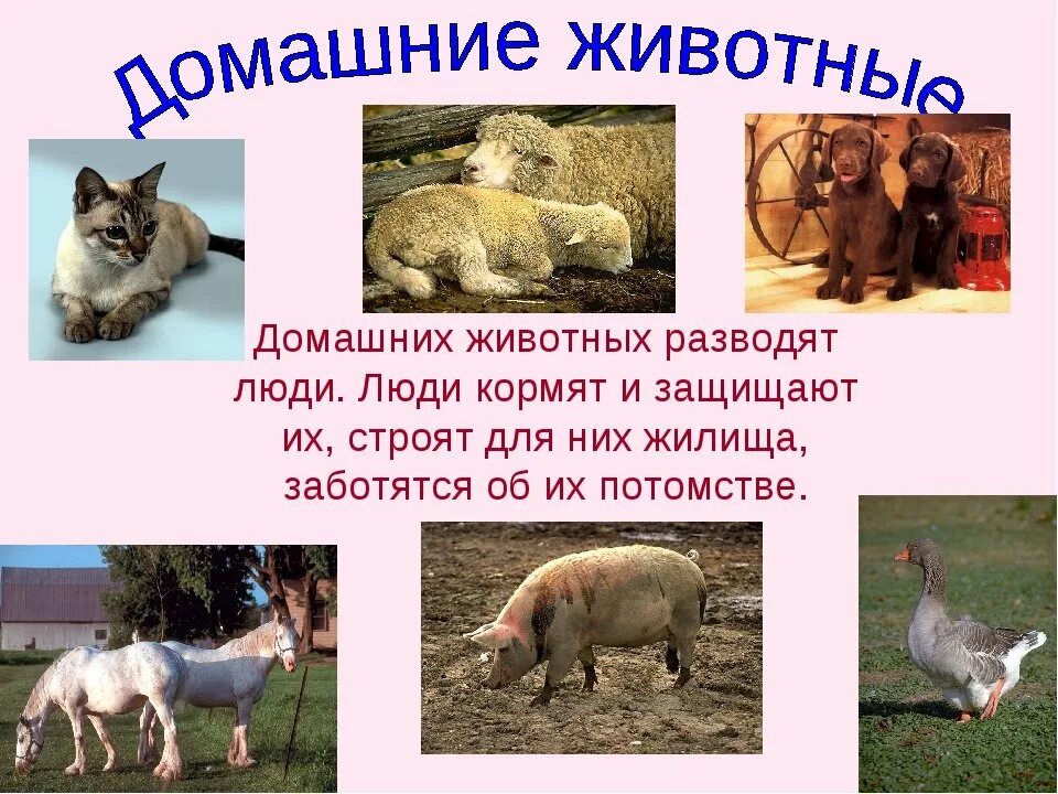 Проект про 1 животного. Презентация про домашних животных. Сообщение о домашних животных. Презентация про животных. Животные для презентации.