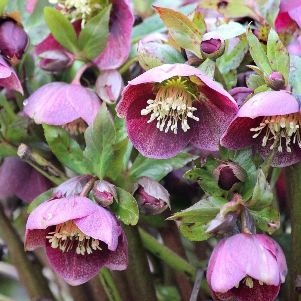 Морозник посадка и уход. Морозник orientalis. Морозник (геллеборус, Helleborus). Морозник (Helleborus). Морозник Восточный.