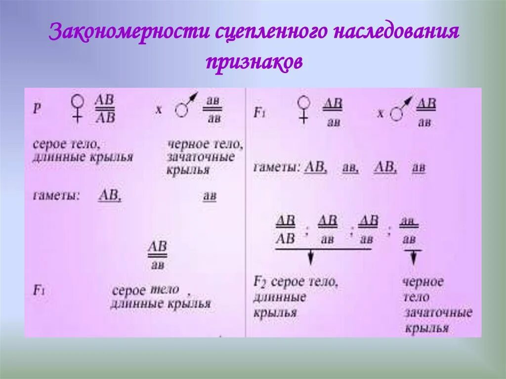 Неполное сцепленное наследование расщепление. Сцепленное наследование дигетерозигот. Несуепленное наследование. Сцепленное наследование признаков. Закономерности наследования т моргана