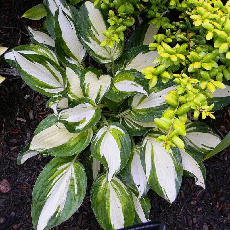 Хоста vulcan. Хоста вулкан. Хоста гибридная pizzazz. Хоста виктори. Хоста вулкано.