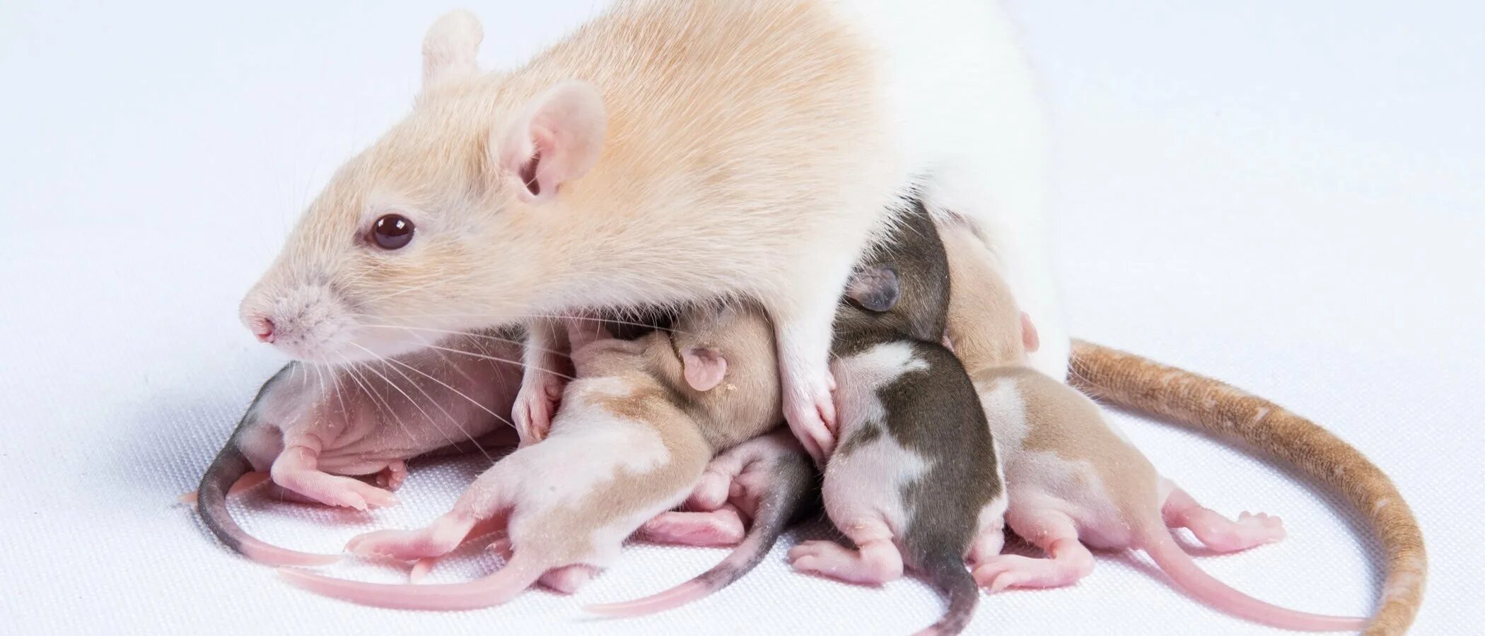 Новорожденные детеныши мыши. Маленькие крысята. Крыса с крысятами.