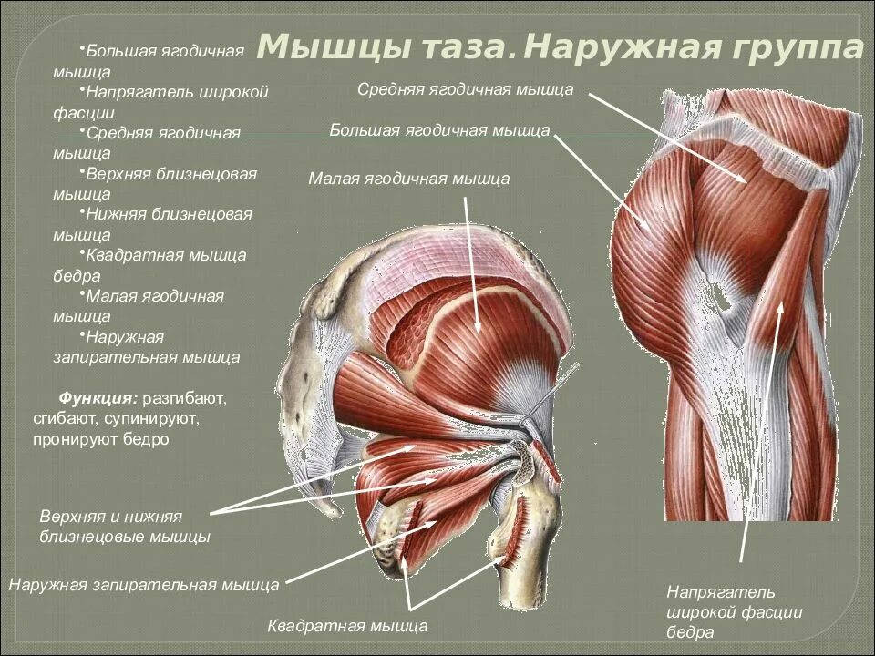 К чему крепятся мышцы. Седалищная сумка большой ягодичной мышцы на латинском. Мышцы таза и нижних конечностей анатомия. Мышцы пояса нижней конечности латынь. Мышцы таза топографическая анатомия.