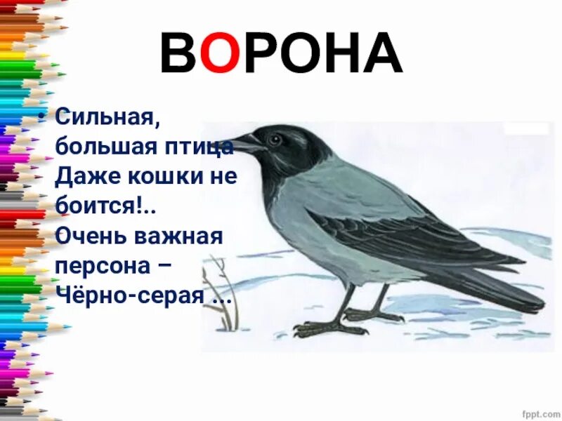 Сорок представлять