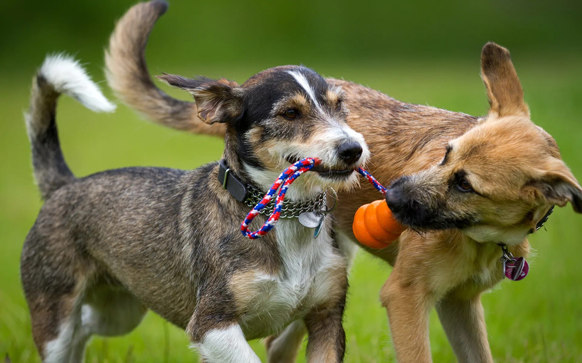 Каким двум животным. Две собаки. Курцхаар. Обнимашки животные. Каким двум животным.