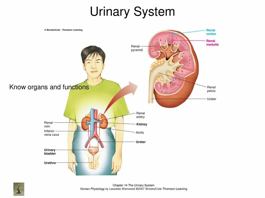 Known system. Urinary system органы. urine system. urinary children.