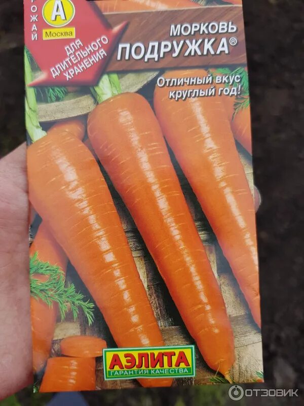 Морковка. Крупная морковь. Подругу морковкой. Морковка. Девочка морковка.