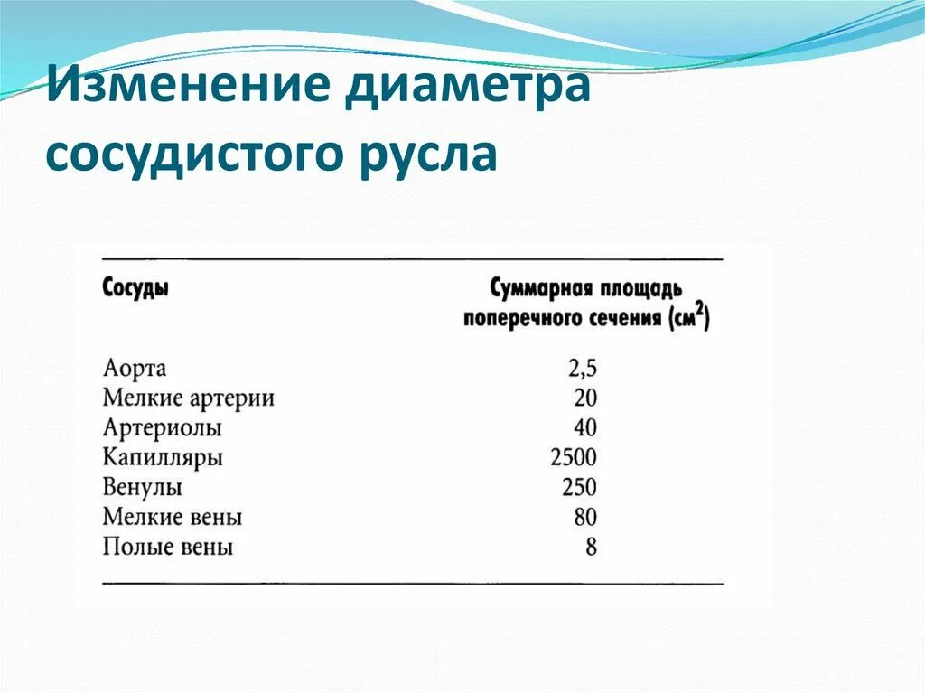 Суммарная площадь поперечного сечения сосудов максимальна. Суммарная площадь поперечного сечения сосудов максимальна