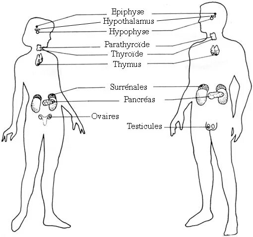 Тест по железам 8 класс биология. Эндокринная система человека. Эндокринная система схема. Эндокринная система человека рисунок. Строение эндокринной системы человека.