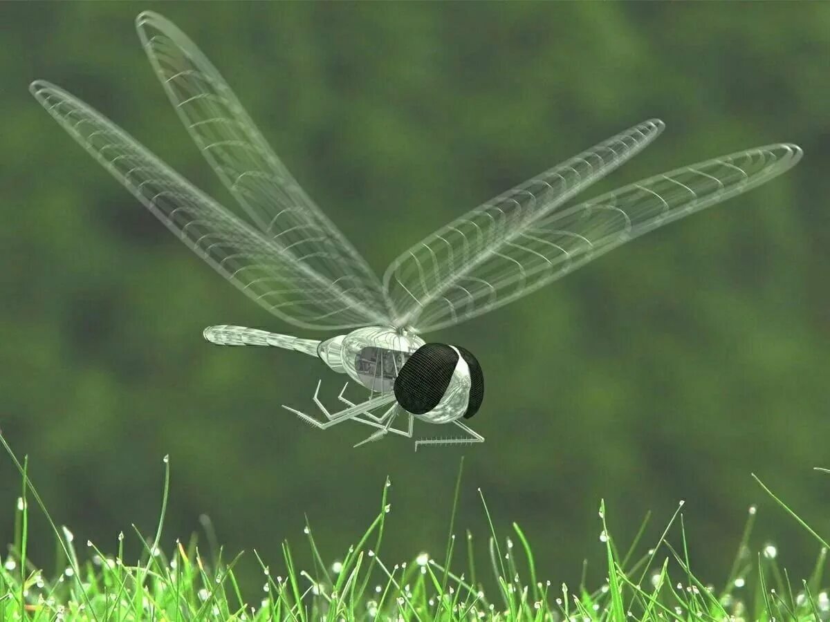 стрекоза дарнера. кровососущие насекомые подмосковья летающие. ползающие летающие насекомые. полёт насекомых. насекомые для дошкольникл.