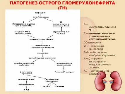 Иммунные комплексы при гломерулонефритах