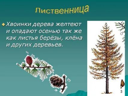 У какого дерева опадают и желтеют хвоинки