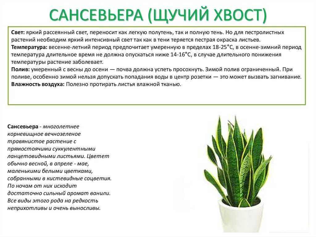 Почему у сансевиерии