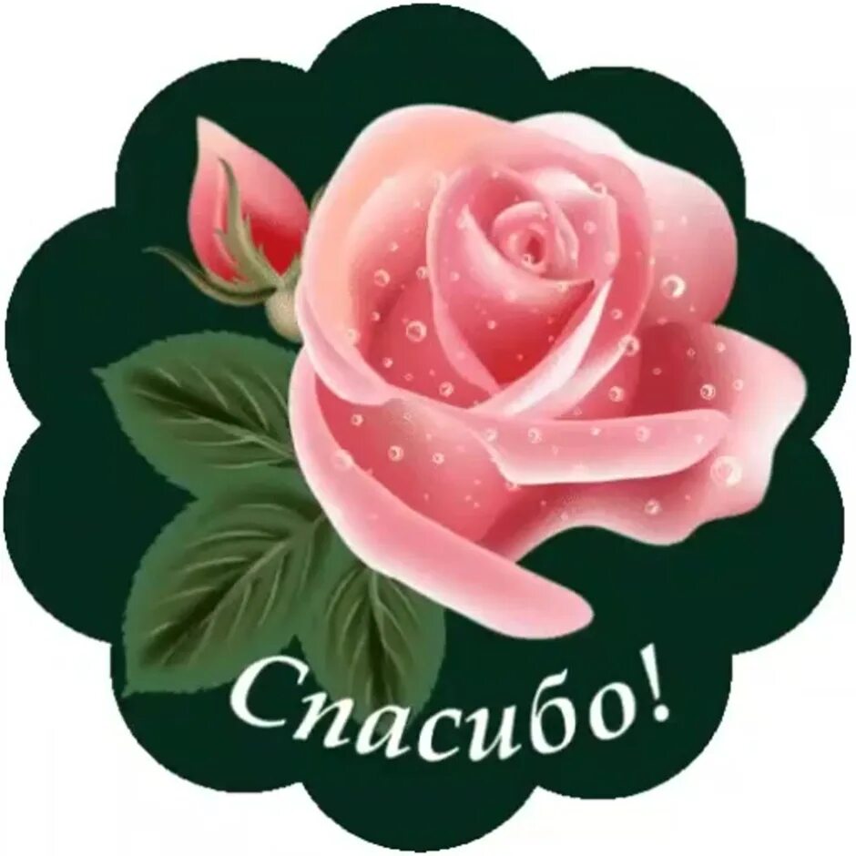 Спасибо качеств. Стикер спасибо. красивые стикеры. красивый стикер спасибо. стикеры для whatsapp.