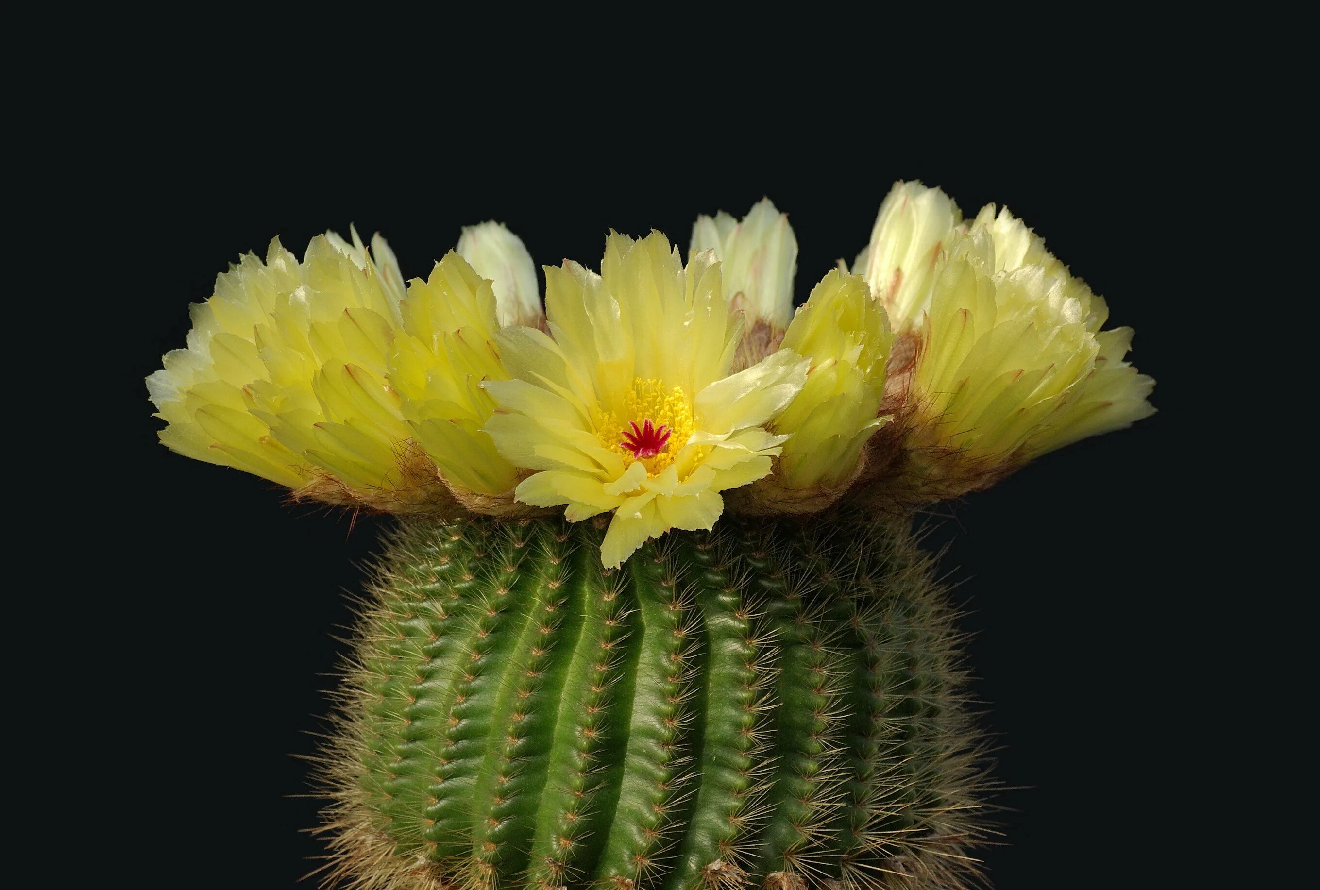 Сет на фуриона кактус. Desert bloom сет на фуриона. Как найти цветок кактуса дота 2. Кактус эхинопсис. Кактус гвоздикоцветный.