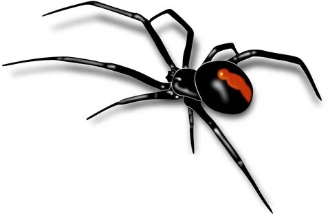 Weird Tattoos, Life Tattoos, Spider Clipart, Redback Spider, Tatoo 3d, Spid...