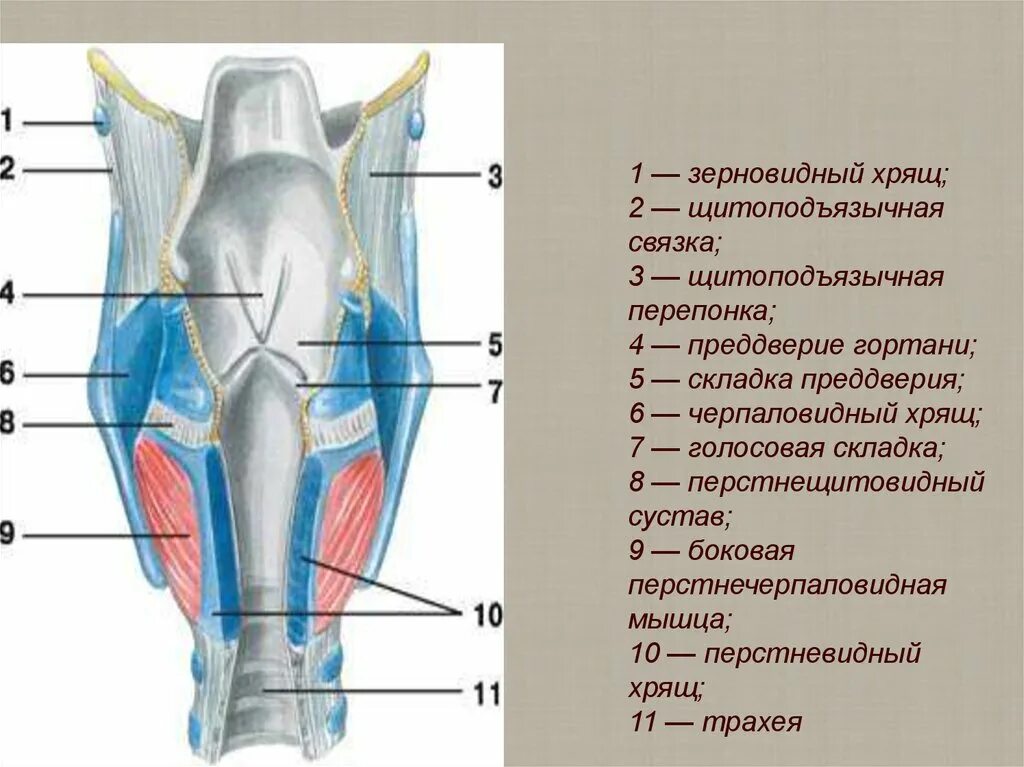 3 хряща гортани. Строение гортани черпаловидные хрящи. Зерновидный хрящ гортани. Хрящи и суставы гортани анатомия. Клиновидный хрящи гортани анатомия.