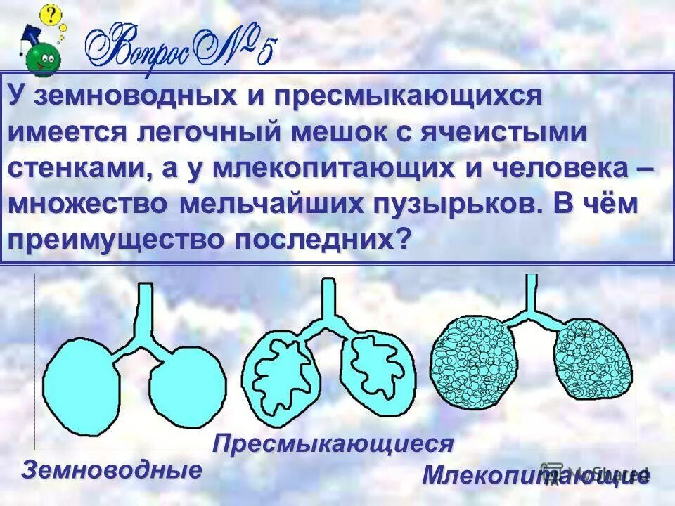 Схема строения дыхательной системы птиц. Строение легких млекопитающих. Органы дыхания птиц и млекопитающих. Органы дыхания животных картинки. Губчатые и ячеистые легкие.