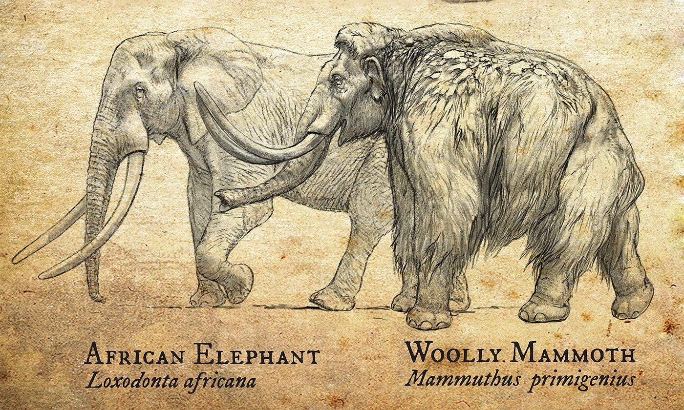 Шерстистый мамонт (Woolly Mammoth). Анатомия шерстистого мамонта. Мамонт Mammuthus primigenius. Мамонт гравюра.