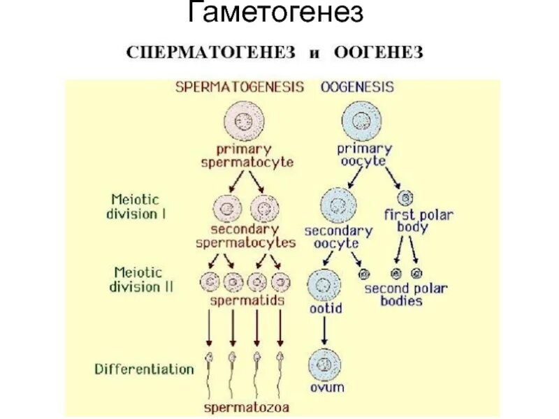Гаметогенез Вебиум. Гаметогенез схема с объяснением. Сотида гаметогенез. Схема гаметогенеза таблица.