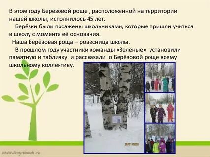 Березовая роща уровень организации