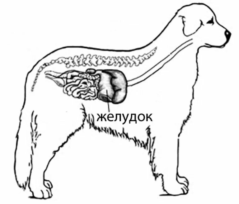 Пищевод собаки