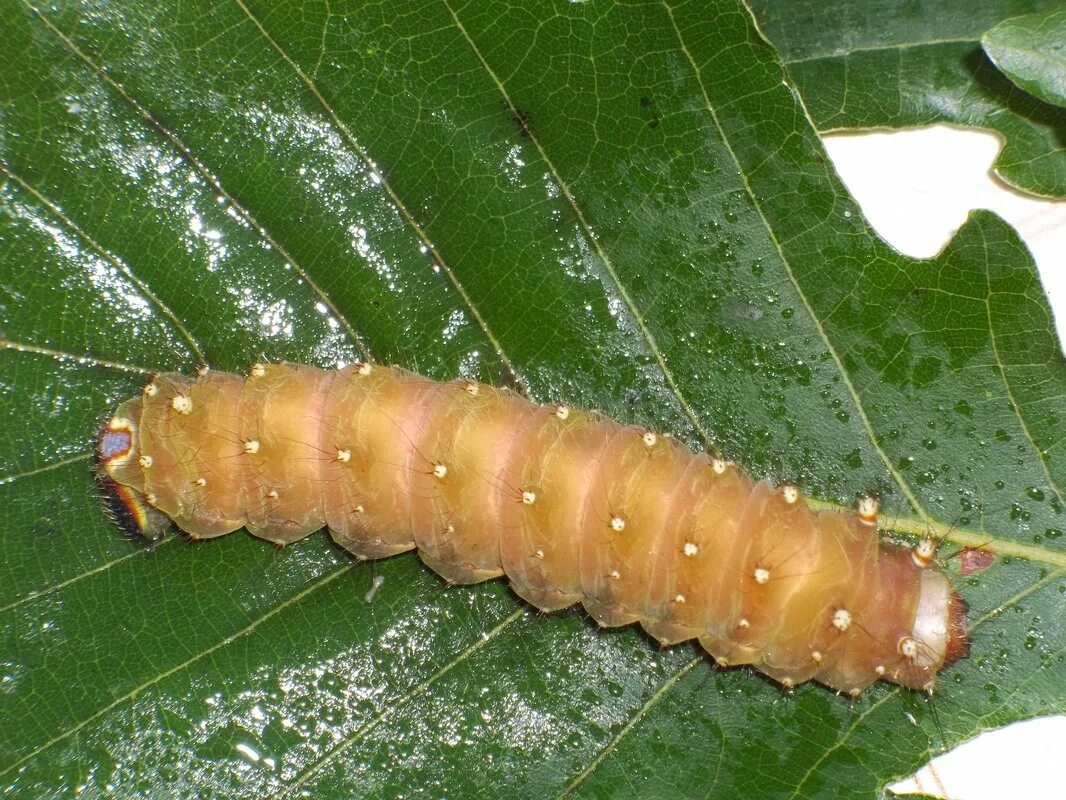 гусеница катерпиллер бабочка. гусеница змея винный бражник. гусеница сатурния майя. гусеница адмирала. гусеница 10 см.