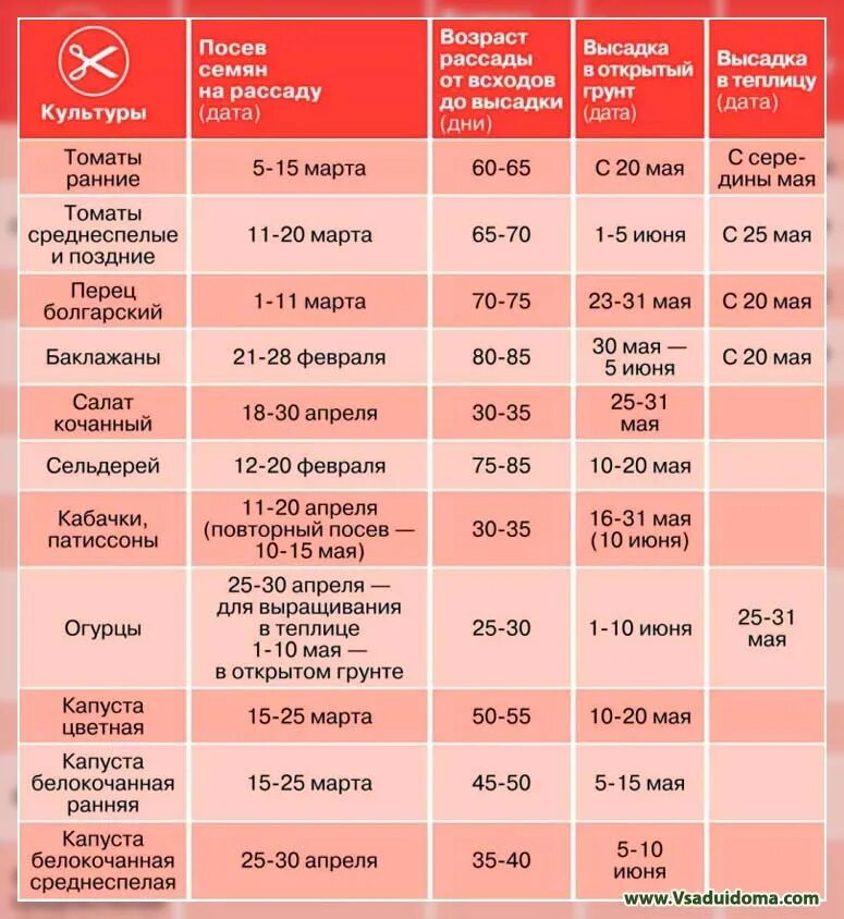 Когда посеять капусту в апреле 2024. Таблица посадки рассады. Сроки посева семян. Таблица сроков посева семян на рассаду. Сроки посева семян на рассаду.