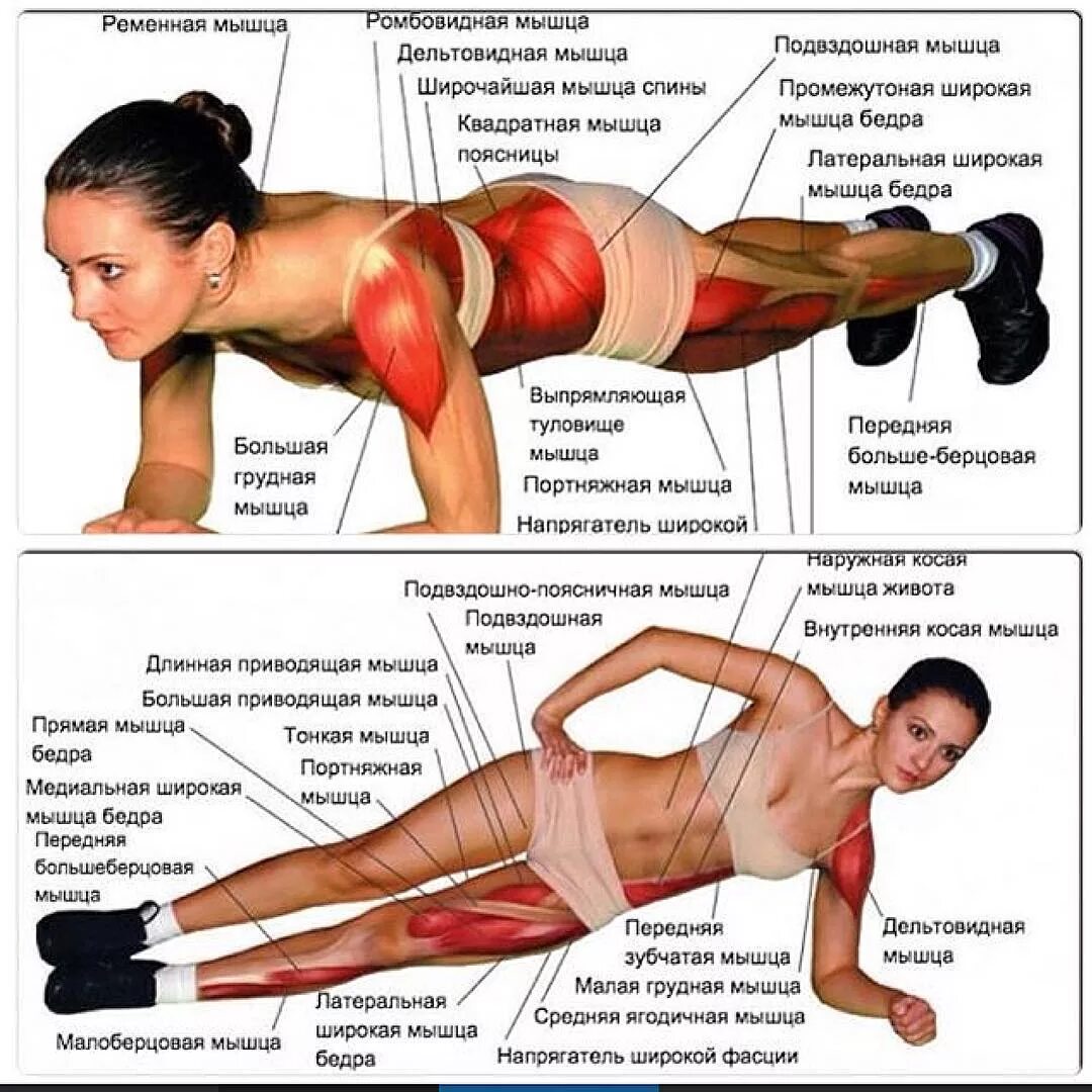 Включи какие упражнения. Планка упражнение мышцы задействованные. Мышцы задействованные при планке. Группа мышц при планке. Какие мышли работают в планке.