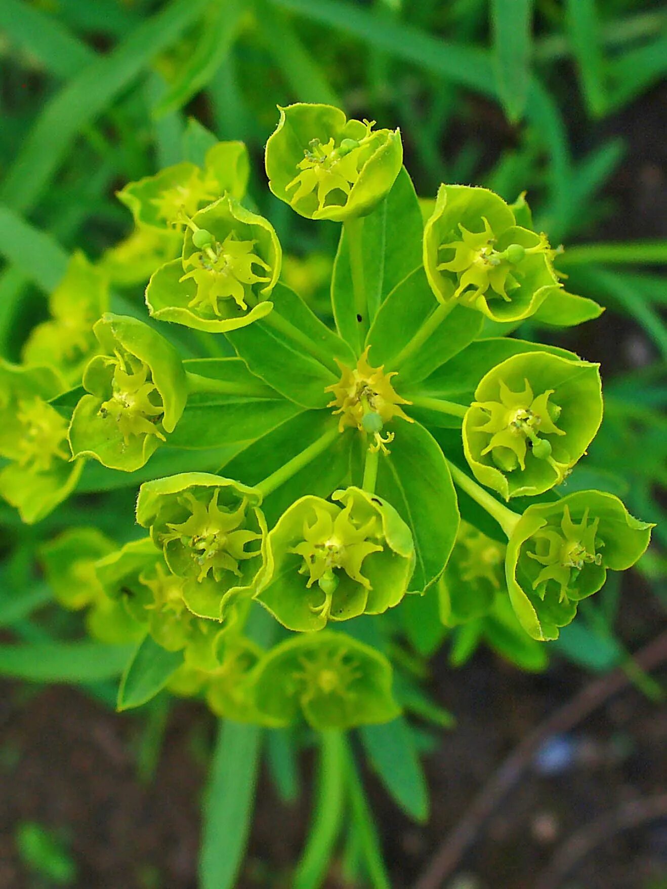 Молочай. Молочай длиннорогий. Молочай (Euphorbia). Молочай Альпийский.