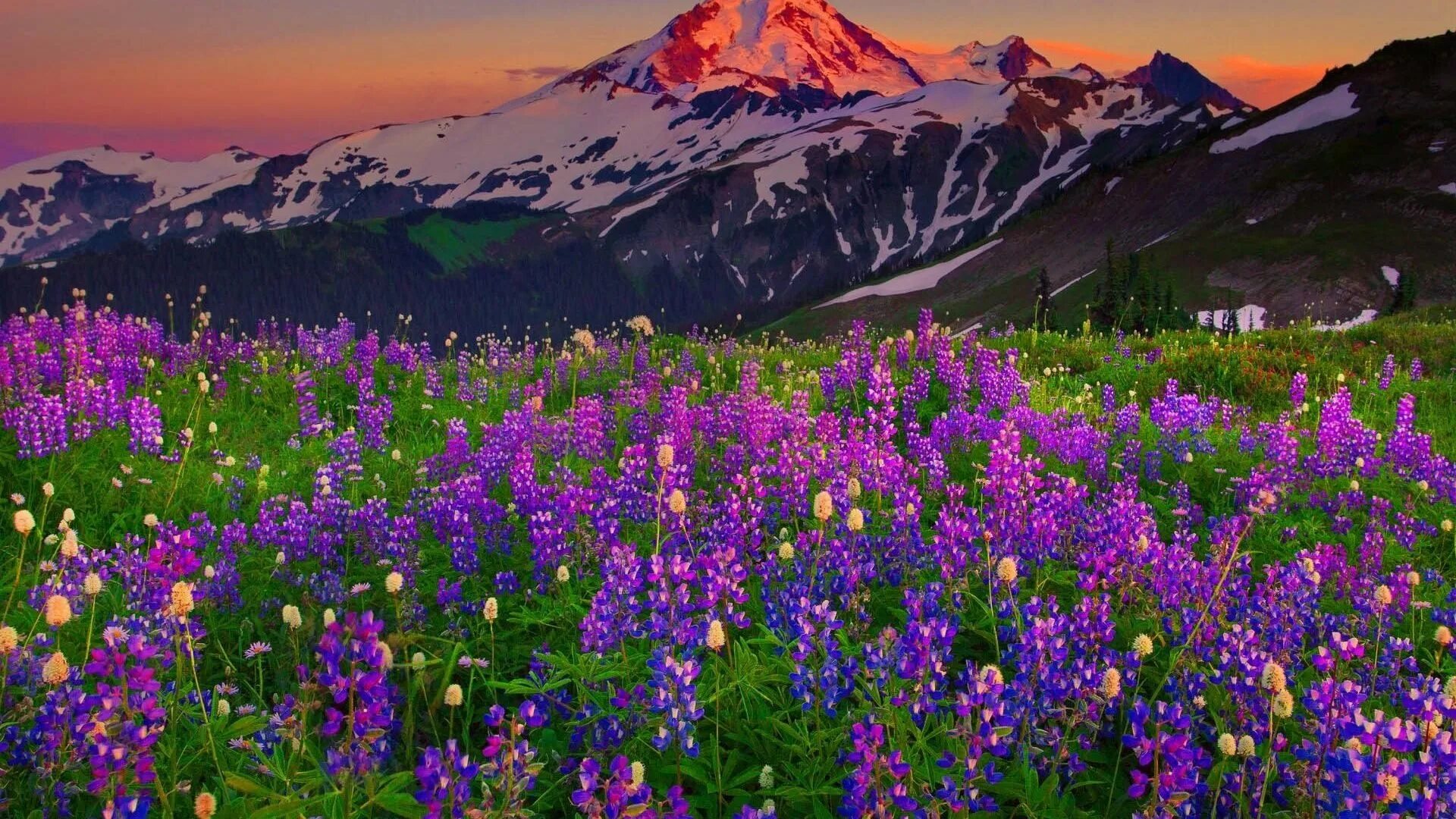 Flowers valley. Рододендрон в горах Монти-Сибиллини. Альпийские Луга новая Зеландия. Гора Демерджи Лавандовое поле. Аляска горы цветы.