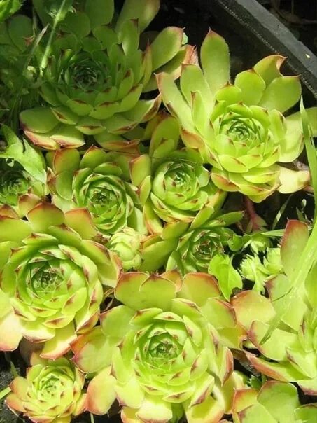 Descubre los secretos de esta preciosa suculenta Red succulents, Echeveria imbri