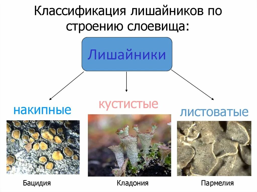 Группы лишайников. Классификация лишайников. Типы слоевищ лишайников. Внешнее строение лишайников. Лишайники имеют признаки