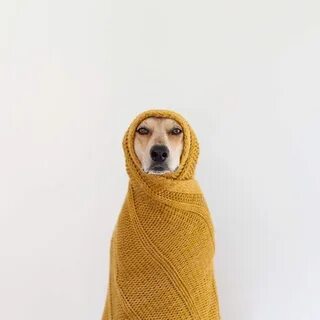 Собака холод