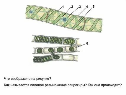 На рисунке изображена водоросль