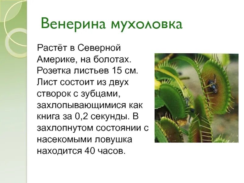 Биология 6 класс информация. Венерина мухоловка. Венерина мухоловка описание. Венерина мухоловка гетеротроф. Венерина мухоловка сообщение 5 класс.