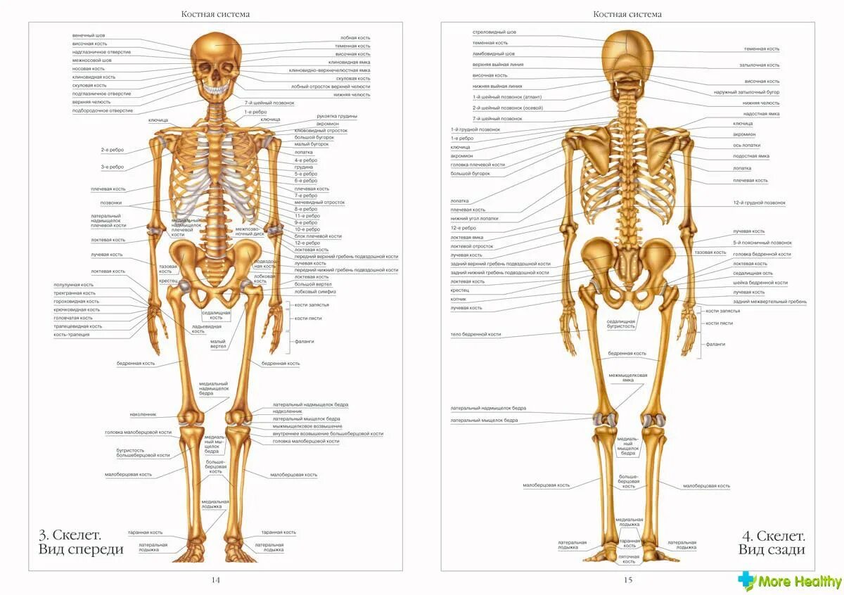 Костная система человека схема. Опишите скелет человека вид спереди.