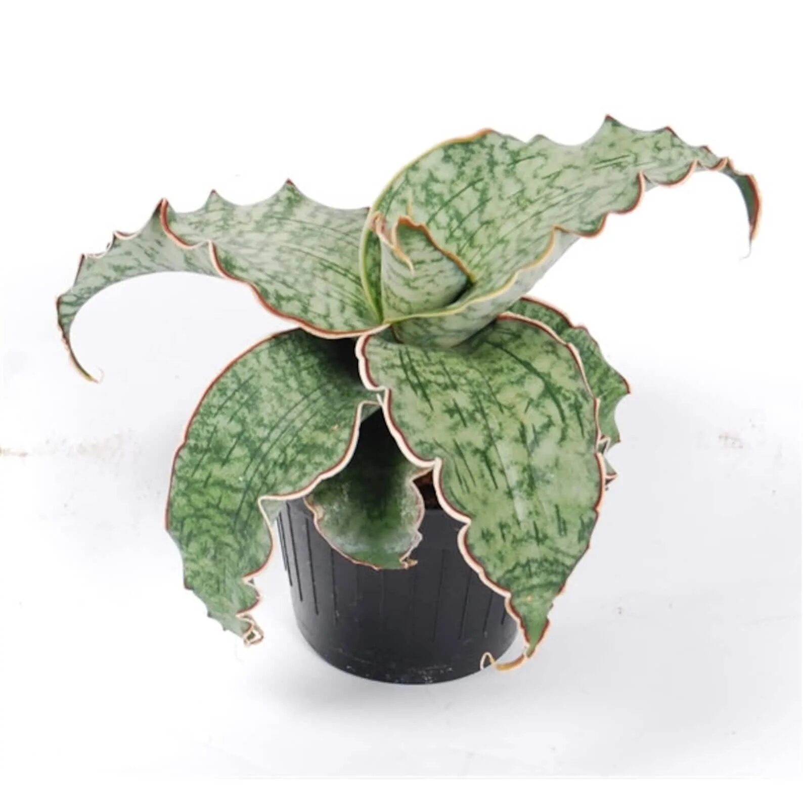 Кирки силвер блю сансевиерия. Сансевиерия кирки сильвер блю. Сансевиерия кирки сильвер блю. Сансевиерия сильвер блю кирка. Сансевиерия сильвер блю.