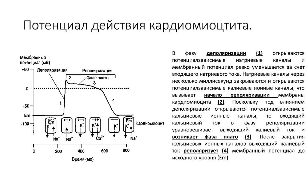 Фазы потенциала действия кардиомиоцита. Потенциал действия атипичного кардиомиоцитов. Фазы потенциала действия типичных кардиомиоцитов. Потенциал действия кардиомиоцитов желудочков. Канал пд