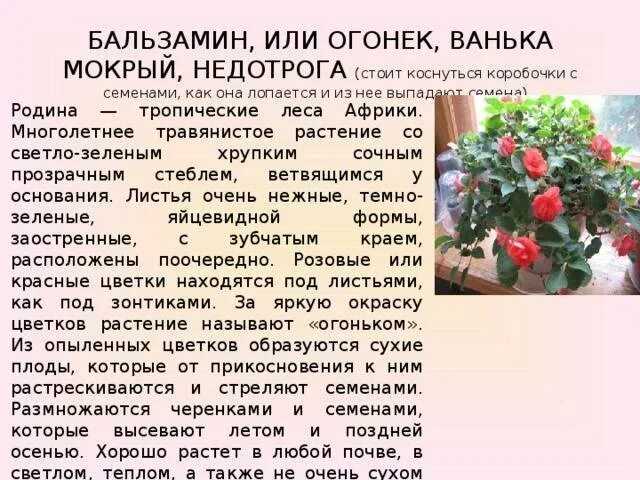 Ванька мокрый цветок Родина. Бальзамин и бегония. Бальзамин розовидный.